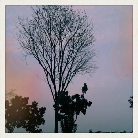 Pohon Senja II (Jl. Arifin Achmad, PEKANBARU)